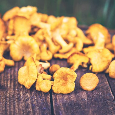 Mantar Cantharellus cibarius sepet. Ham vahşi chanterelles dereotu ahşap arka plan ile sepet içinde mantar. Yabani mantar ile kompozisyon