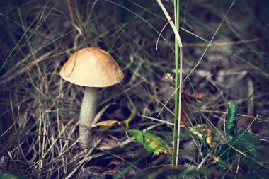 Yabani mantar. Malzeme çekme mantar. Sonbahar orman. Sonbahar ilham. Vejetaryen diyet yemek