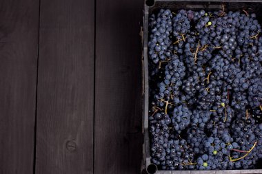 Mavi üzüm siyah eski kurullarında. Üzüm, üstten görünüm, closeup ile arka plan. Metniniz için yer.