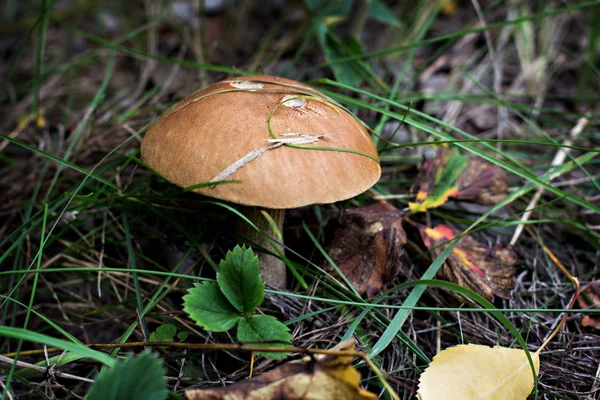 Fungo Selvatico Raccolgo Funghi Bosco Autunnale Ispirazione Autunnale Dieta Vegetariana — Foto Stock