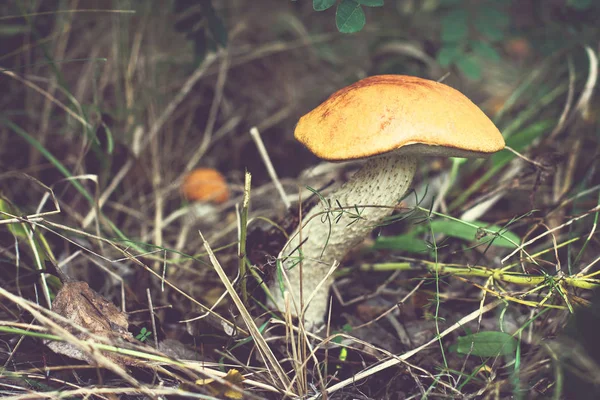 Wild mushroom. Picking mushrooms. Autumn forest. Autumn inspiration. vegetarian diet food