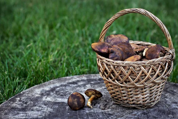 Champignons Forestiers Champignons Forestiers Dans Panier Les Mains Tiennent Les — Photo