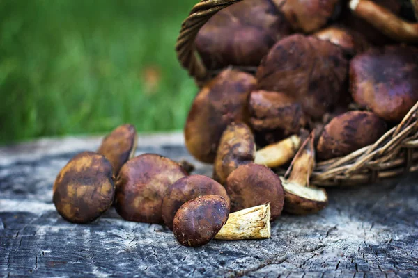 Forest Mushrooms Forest Mushrooms Basket Hands Hold Mushrooms Card Autumn — Stock Photo, Image