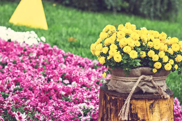 Цветы Цветы Хризантема Обои Хризантема Хризантемы Осенью Красивая Хризантема Фоновая — стоковое фото
