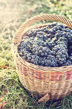 Sepet içinde karanlık üzüm. Üzüm hasat. Kırmızı şarap üzüm. koyu mavi üzüm, şarap üzüm bir sepet içinde.
