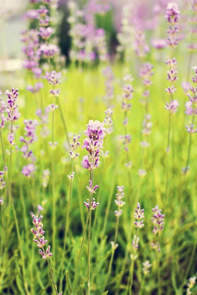 Lavender Λουλούδια Στον Κήπο Στο Πεδίο Προβηγκία — Φωτογραφία Αρχείου