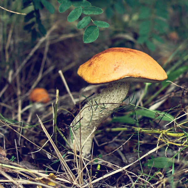 Fungo Selvatico Raccolgo Funghi Bosco Autunnale Ispirazione Autunnale Dieta Vegetariana — Foto Stock