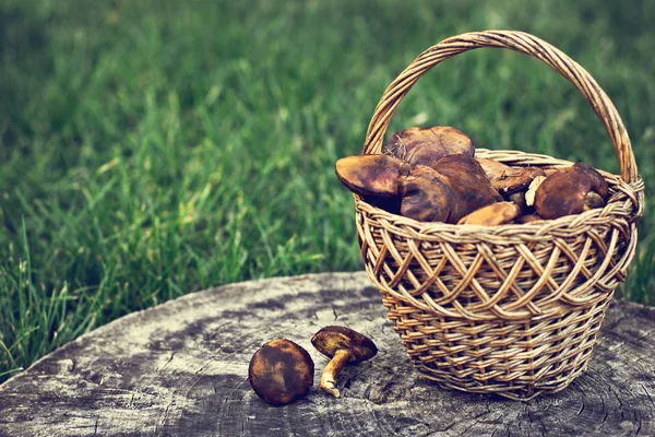 Waldpilze Waldpilze Korb Hände Halten Pilze Karte Auf Herbst Waldernte — Stockfoto