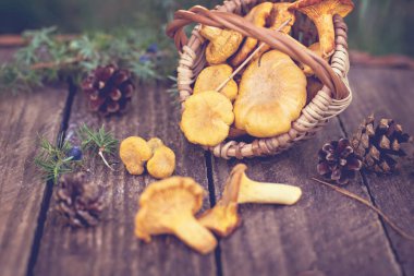 Mantar Cantharellus cibarius sepet. Ham vahşi chanterelles dereotu ahşap arka plan ile sepet içinde mantar. Yabani mantar ile kompozisyon
