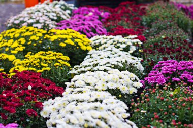 Çiçekler, çiçekler krizantem, krizantem duvar kağıdı, krizantem Güz. Arka plan resmi olarak güzel krizantem.