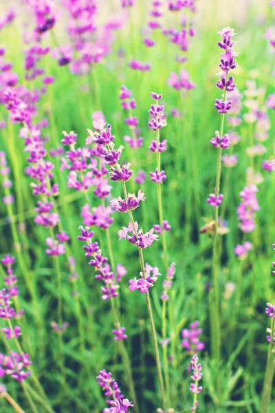 Lavender Λουλούδια Στον Κήπο Στο Πεδίο Προβηγκία — Φωτογραφία Αρχείου
