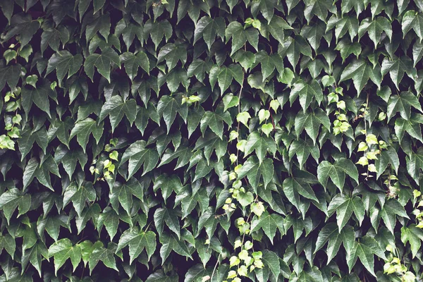 Wilde Trauben Grüne Blätter Von Efeu Einer Wand Nahaufnahme Wilde — Stockfoto