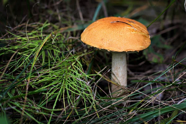 Seta Silvestre Recogiendo Setas Bosque Otoño Inspiración Otoño Dieta Vegetariana — Foto de Stock