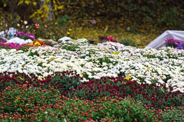 Çiçekler, çiçekler krizantem, krizantem duvar kağıdı, krizantem Güz. Arka plan resmi olarak güzel krizantem.