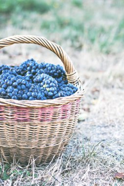 Sepet içinde karanlık üzüm. Üzüm hasat. Kırmızı şarap üzüm. koyu mavi üzüm, şarap üzüm bir sepet içinde.