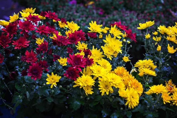 Цветы Цветы Хризантема Обои Хризантема Хризантемы Осенью Красивая Хризантема Фоновая — стоковое фото