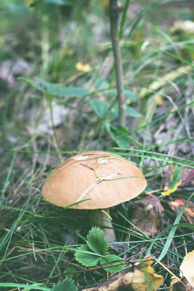 Wild mushroom. Picking mushrooms. Autumn forest. Autumn inspiration. vegetarian diet food