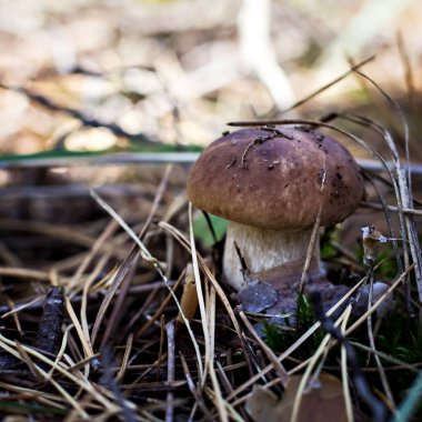 Beyaz mantar ormanın içinde. Güzel çörek mantar moss üzerinde. Mantar sonbahar orman sahne. Sonbahar Orman aile görünümü