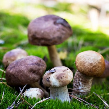 Orman ahşap bir arka plan üzerinde mantar. Kart sonbahar ya da yaz. Orman hasat. Çörek, titrek kavak, chanterelles, yaprakları, tomurcukları, çilek. Üstten Görünüm