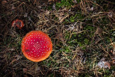 Amanita Muscaria. Ormanda kırmızı zehirli sinek mantarı.