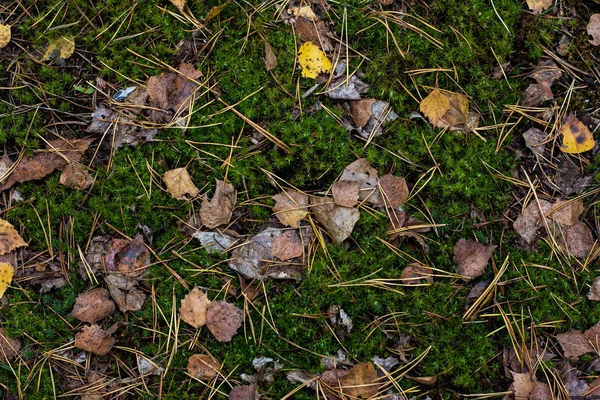 Мох Осенние Листья Земле Осенний Лес Осенний Фон — стоковое фото