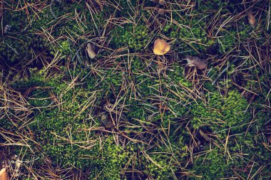 Yosun ve sonbahar yaprakları yere. Sonbahar orman. Sonbahar arka plan.