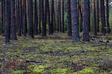 Yosun ve sonbahar yaprakları yere. Sonbahar orman. Sonbahar arka plan.