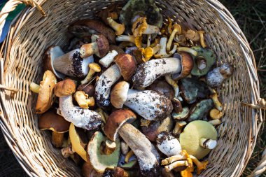 Tam sepeti sonbahar mantar. Doğal organik gıda. Earth ile doğal bir ortamda mantar, yaprakları ve iğnelerden şubeleri. Sonbahar toplama mantar. Yabani mantar ile kompozisyon.