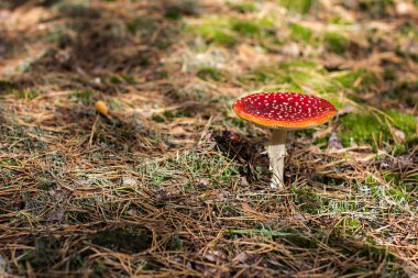 Amanita Muscaria. Ormanda kırmızı zehirli sinek mantarı.