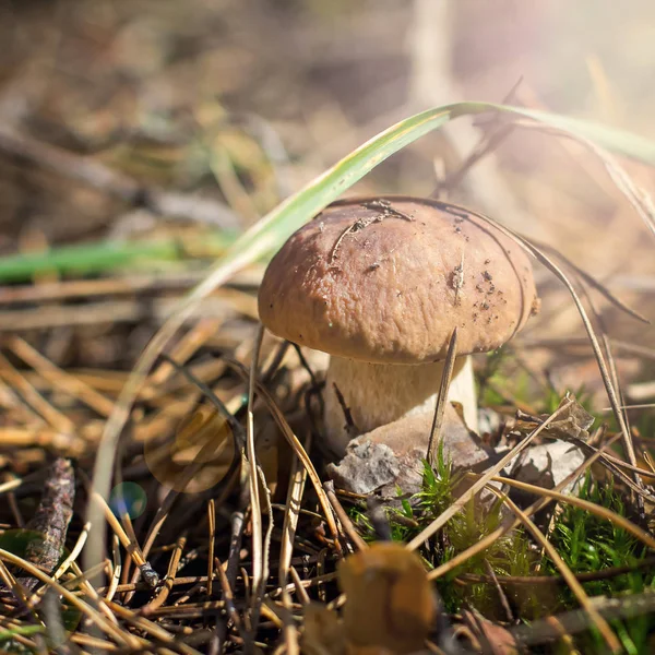 White mushroom in the forest. Beautiful boletus mushroom on moss.  Mushrooms in autumn forest scene.  Autumn forest  family view