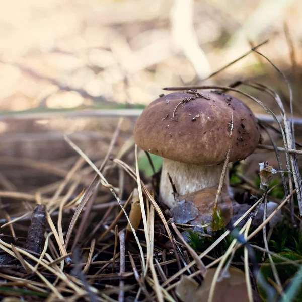 White mushroom in the forest. Beautiful boletus mushroom on moss.  Mushrooms in autumn forest scene.  Autumn forest  family view