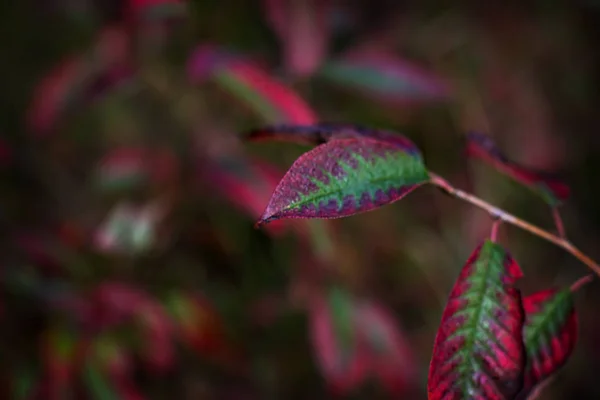 Autumn Red Leaves Branch Autumn Background — Stock Photo, Image