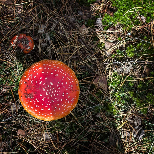 Amanita Muscaria. Ormanda kırmızı zehirli sinek mantarı.