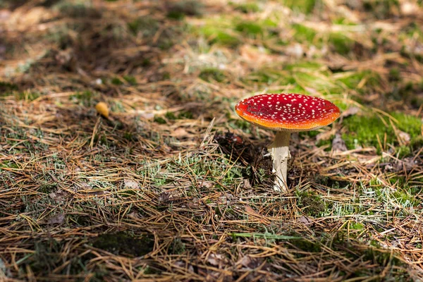 Amanita Muscaria Roter Giftiger Fliegenpilz Wald — Stockfoto