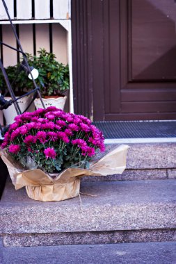 Evin, vitrinler verandada bir tencerede krizantem
