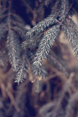 Çam dalları içinde belgili tanımlık kar. Beyaz Noel ağacına. Noel tatil arka plan 