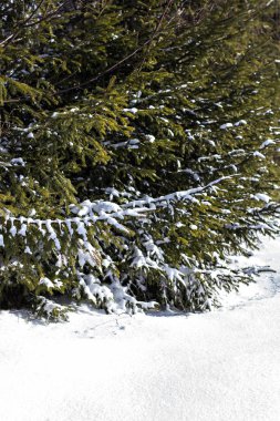 Çam dalları içinde belgili tanımlık kar. Beyaz Noel ağacına. Noel tatil arka plan 