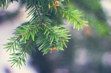 Çam dalları içinde belgili tanımlık kar. Beyaz Noel ağacına. Noel tatil arka plan 