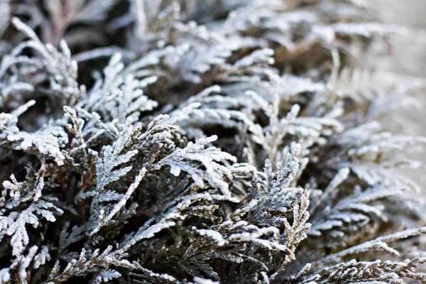 Çam Dalları Içinde Belgili Tanımlık Kar Beyaz Noel Ağacına Noel — Stok fotoğraf