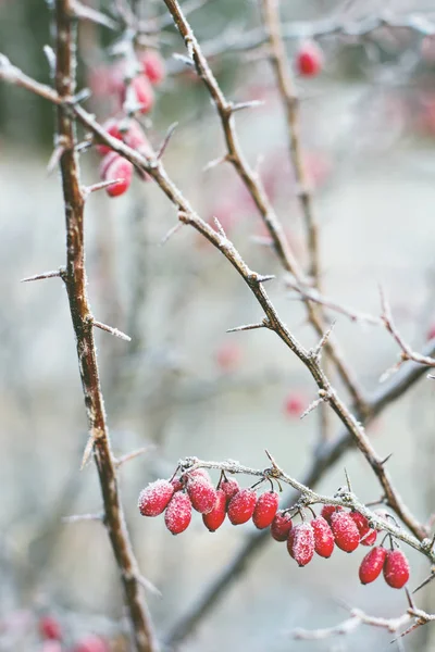 Kızamık Meyveler Kızamık Dalı Kızamık Frost Dalları Üzerinde Kış Arka — Stok fotoğraf