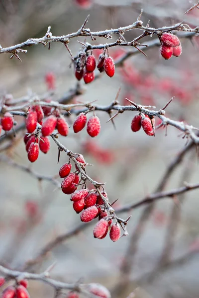 檗的浆果 檗在树枝上 檗在树枝上霜 冬季背景 — 图库照片