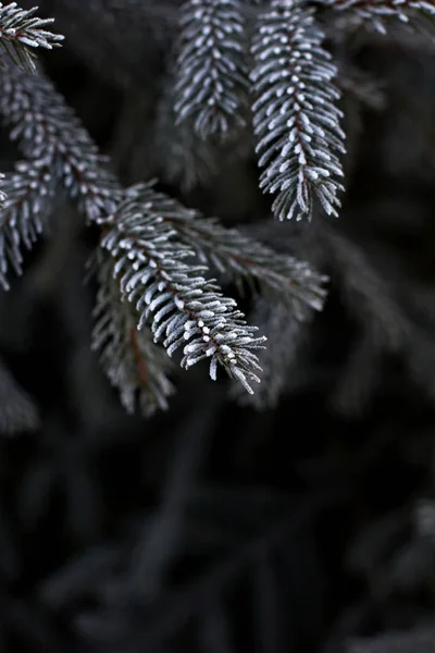 Des Branches Épinette Dans Neige Arbre Noël Sur Blanc Vacances — Photo