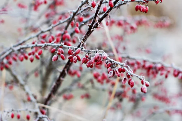 Berries Barberry Barberry Branch Barberry Frost Branches Winter Background — Stock Photo, Image