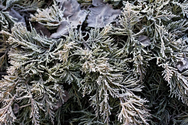 Rami Abete Rosso Nella Neve Albero Natale Bianco Vacanze Natale — Foto Stock