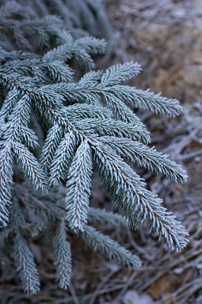 Vuren Takken Sneeuw Kerstboom Wit Kerst Vakantie Achtergrond — Stockfoto