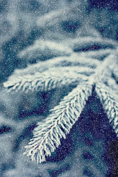 Fichtenzweige Schnee Weihnachtsbaum Auf Weiß Hintergrund Weihnachtsurlaub — Stockfoto