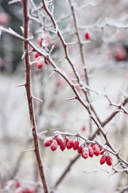 Kızamık meyveler. Kızamık dalı. Kızamık Frost dalları üzerinde. Kış arka plan.