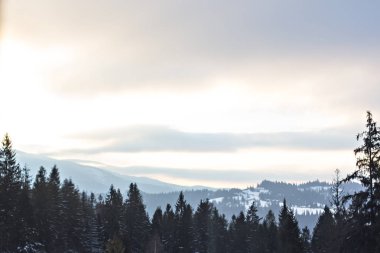 Kış dağ manzarası. Kar dağlarda. İlk kar dağlarda. Karpat Dağları'nda ilk buz kaplı dağ çayır üzerinde Alacakaranlık.