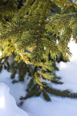 Çam dalları içinde belgili tanımlık kar. Beyaz Noel ağacına. Noel tatil arka plan 