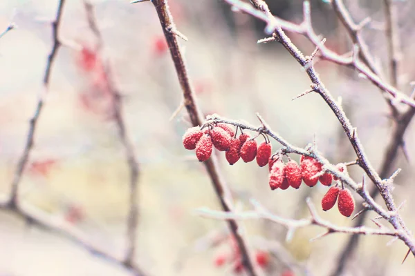 Kızamık Meyveler Kızamık Dalı Kızamık Frost Dalları Üzerinde Kış Arka — Stok fotoğraf